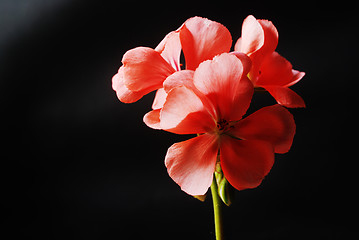 Image showing red geranium flowers on a dark
