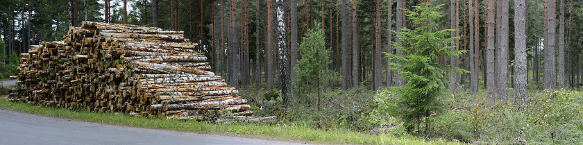 Image showing pile of felled birch tree trunks, panorama