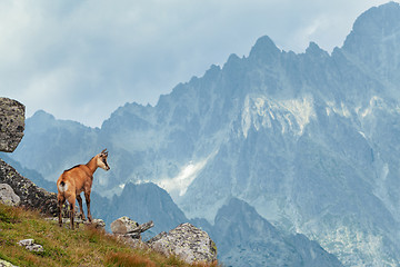 Image showing Tatra chamois in Hight Tatras