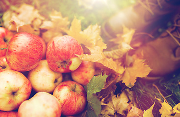 Image showing woman feet in boots with apples and autumn leaves