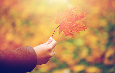 Image showing close up of woman hands with autumn maple leaves