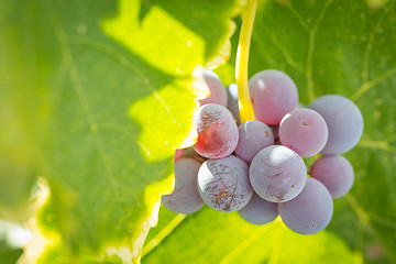 Image showing Vineyard with Lush, Ripe Wine Grapes on the Vine Ready for Harve