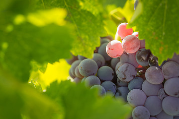 Image showing Vineyard with Lush, Ripe Wine Grapes on the Vine Ready for Harve