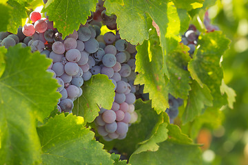 Image showing Vineyard with Lush, Ripe Wine Grapes on the Vine Ready for Harve