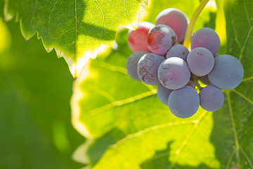 Image showing Vineyard with Lush, Ripe Wine Grapes on the Vine Ready for Harve