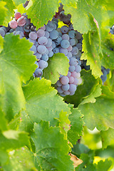 Image showing Vineyard with Lush, Ripe Wine Grapes on the Vine Ready for Harve