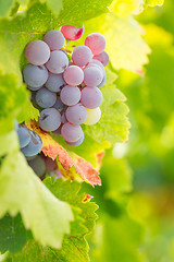 Image showing Vineyard with Lush, Ripe Wine Grapes on the Vine Ready for Harve