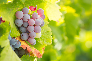 Image showing Vineyard with Lush, Ripe Wine Grapes on the Vine Ready for Harve