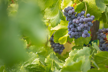 Image showing Vineyard with Lush, Ripe Wine Grapes on the Vine Ready for Harve