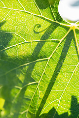 Image showing Beautiful Backlit Grape Leaf With Shadow of Vine.