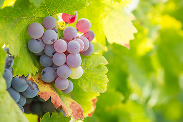 Image showing Vineyard with Lush, Ripe Wine Grapes on the Vine Ready for Harve