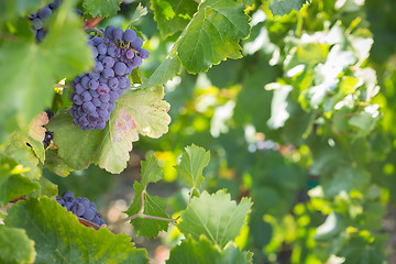 Image showing Vineyard with Lush, Ripe Wine Grapes on the Vine Ready for Harve