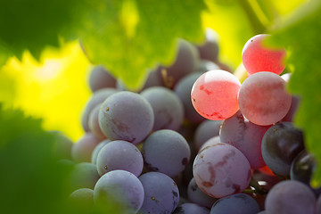 Image showing Vineyard with Lush, Ripe Wine Grapes on the Vine Ready for Harve