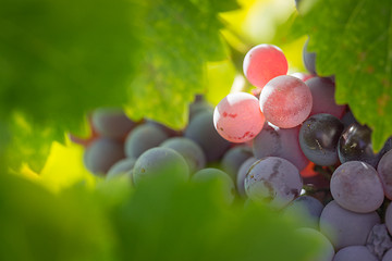 Image showing Vineyard with Lush, Ripe Wine Grapes on the Vine Ready for Harve