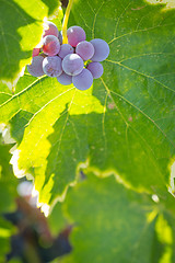 Image showing Vineyard with Lush, Ripe Wine Grapes on the Vine Ready for Harve