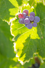 Image showing Vineyard with Lush, Ripe Wine Grapes on the Vine Ready for Harve