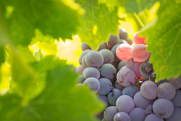 Image showing Vineyard with Lush, Ripe Wine Grapes on the Vine Ready for Harve