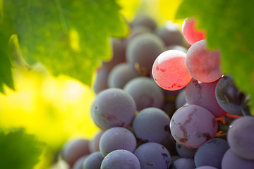 Image showing Vineyard with Lush, Ripe Wine Grapes on the Vine Ready for Harve