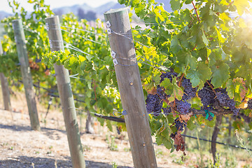 Image showing Beautiful Wine Grape Vineyard in The Morning Sun.