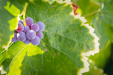 Image showing Vineyard with Lush, Ripe Wine Grapes on the Vine Ready for Harve