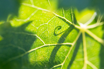 Image showing Beautiful Backlit Grape Leaf With Shadow of Vine.