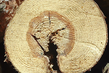 Image showing wooden cut texture