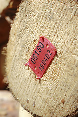 Image showing red marker on the cutted trunk