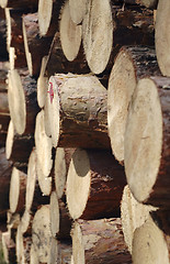 Image showing stacked logs