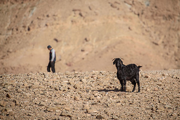 Image showing Young goat in Atlas Mountains, Morocco