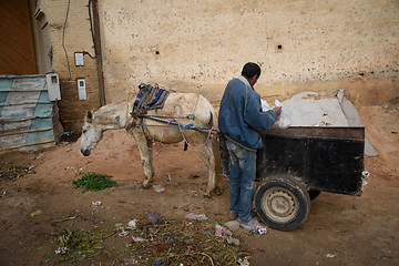 Image showing Donkey in Fez, Morocco.