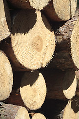 Image showing stacked logs