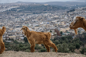 Image showing Goat and a Fez panorama, Morocco, North Africa