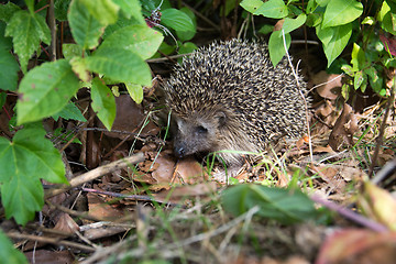 Image showing Hedgehog