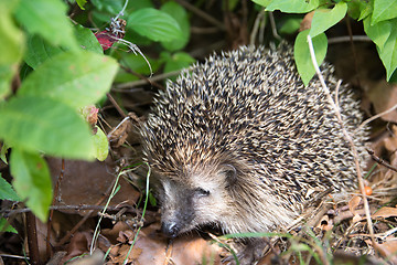 Image showing Hedgehog