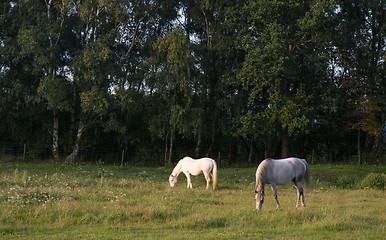 Image showing Two horses