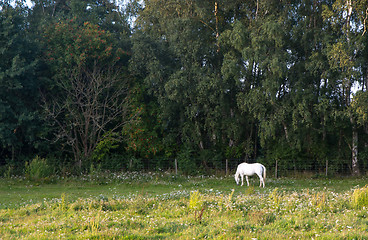 Image showing White horse