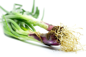 Image showing Fresh spring onions