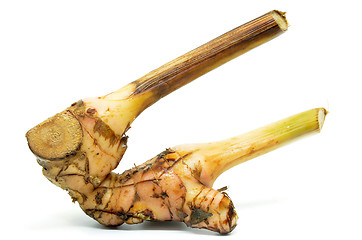 Image showing Fresh galangal root 