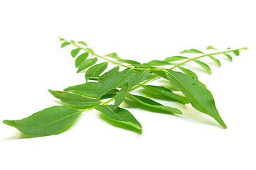 Image showing Bunch of curry leaves