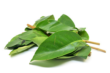 Image showing Indonesian Bay Leaf