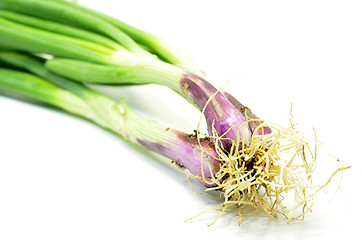 Image showing Fresh spring onions