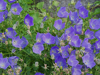 Image showing Bluebells