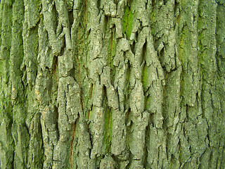 Image showing Oak tree bark