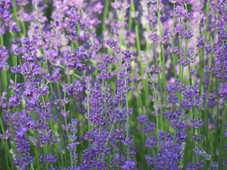 Image showing Blooming lavender