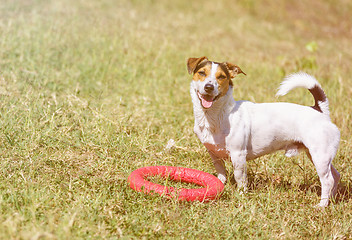 Image showing Dog is standing on grass and looking at the camera.