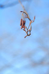 Image showing flower buds