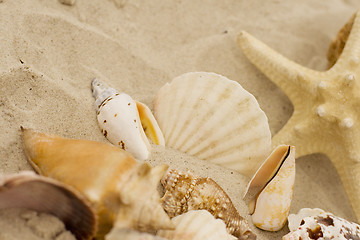 Image showing shells and starfish