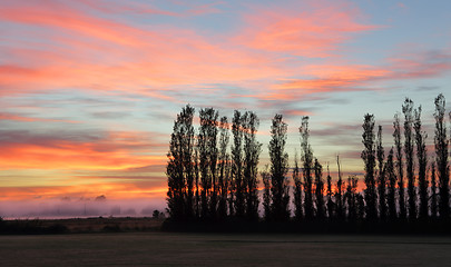 Image showing Silhouetted trees 