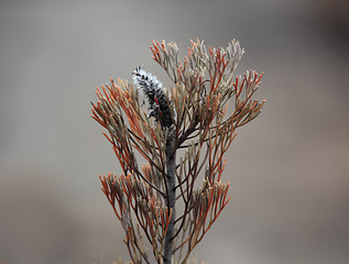 Image showing Regeneration after the fire