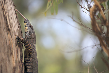 Image showing Tongue Poking Goanna in Australian Bushland